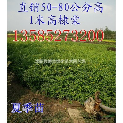 供应鸡爪槭3-15公分，丛生鸡爪槭，鸡爪槭价格基地直销