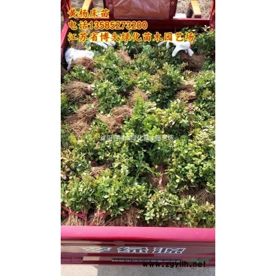 供应红叶石楠杯苗高度40-50-60公分，优质红叶石楠球，红叶石楠树