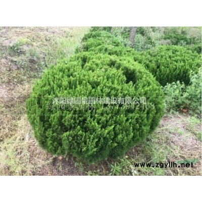 沭阳绿园景园林苗木基地/供应/法桐/图片/产地直销/批发价格