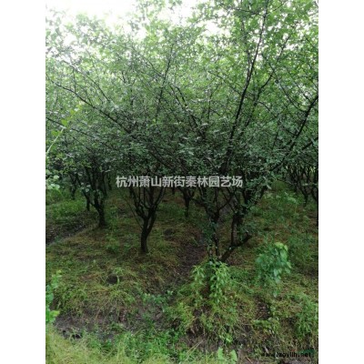 2020年浙江马鞭草 萧山马鞭草新报价