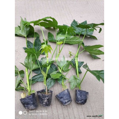 浙江金银花大杯 杭州金银花大杯批发/供应