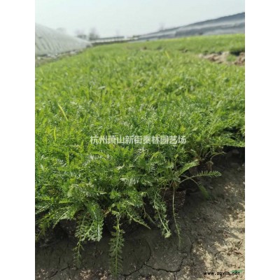 浙江红花继木地毛球 红花继木毛球介绍/特征/用途