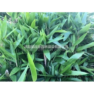 沭阳绿园景园林苗木基地供应盆栽睡莲/图片/产地直销/批发价格