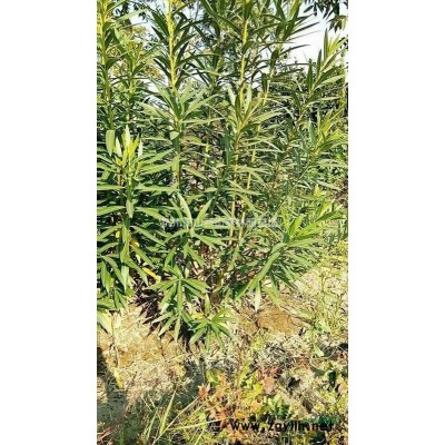 优质特价千鸟花 浙江千鸟花 杭州千鸟花产地直销