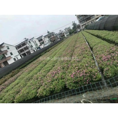 2020年浙江美人蕉 新报价