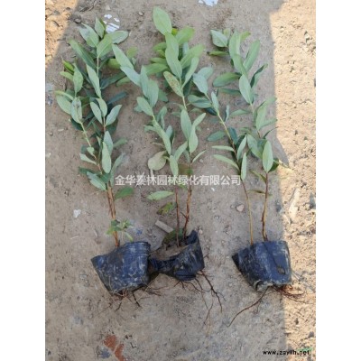 吴风草 杭州吴风草行情报价/吴风草 杭州吴风草图片展示