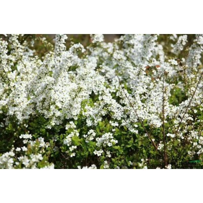 浙江太阳花 杭州太阳花 萧山太阳花哪里好/哪家便宜