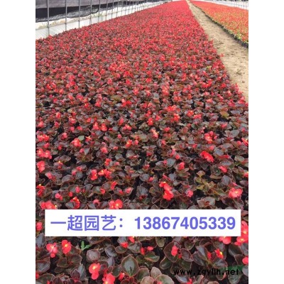 三七景天 三七景天哪里便宜 精品三七景天价格