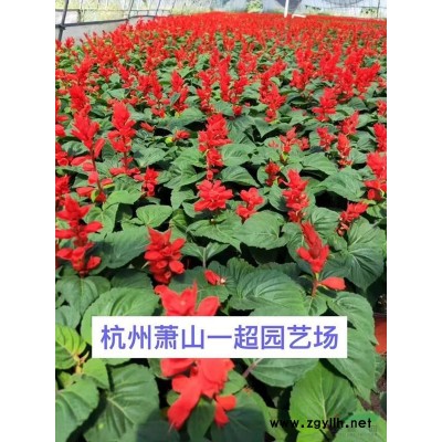 伞房决明 伞房决明价格