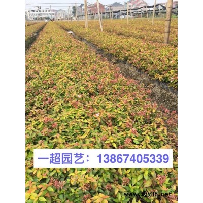 兰花三七 品种纯良 兰花三七价格 兰花三七基地