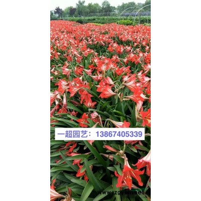 花叶芦竹 花叶芦竹产地直销 花叶芦竹基地价格