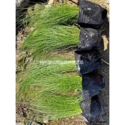 金叶大花六道木大小杯百万供应 大花六道木基地实拍视频