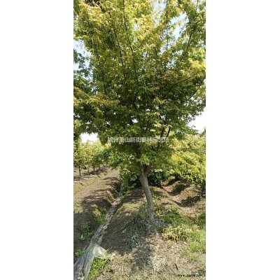 大小规格花叶玉蝉 浙江花叶玉蝉基地