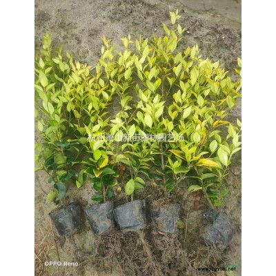 小兰花燕尾 图片/小兰花燕尾 报价