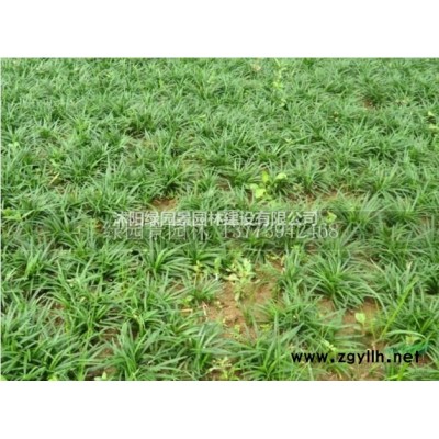 江苏苗木基地供应/紫荆/巨紫荆/图片/沭阳绿园景园林直销价格
