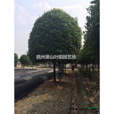 供应精品红叶石楠球各规格