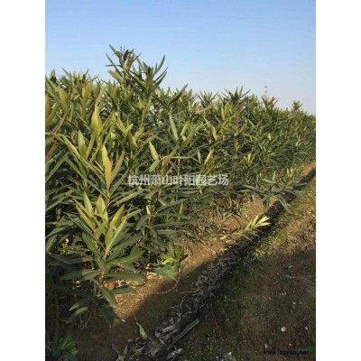 大量低价供应葱兰