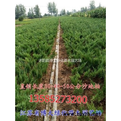 出售大叶黄杨 大叶黄杨毛球价格 大叶黄杨球价格 规格*