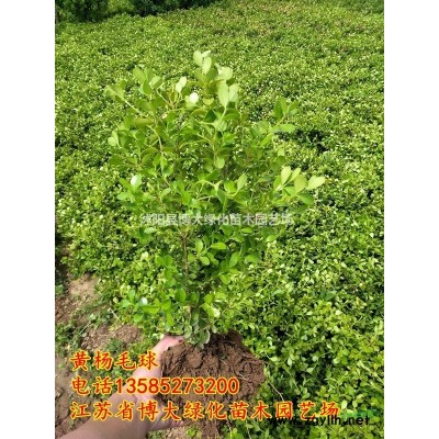 出售垂丝海棠，8公分垂丝海棠价格 规格*厂家直销