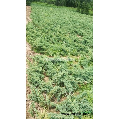铺地柏，45公分铺地柏价格，规格*，基地直销