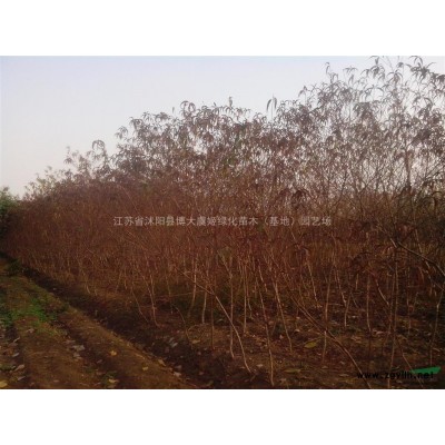 供应黄金槐3-12公分，金枝槐树，黄槐树苗，基地直销