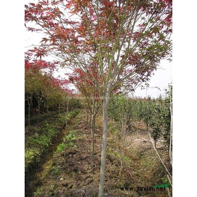 供应金森女贞杯苗高度40-50-60公分，优质金森女贞球，基地直销