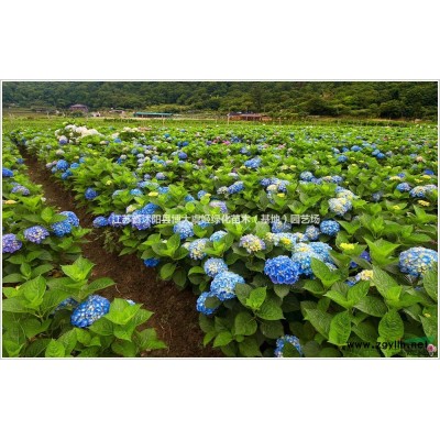 供应紫叶李小苗高度100-150公分，紫荆小苗、紫藤小苗