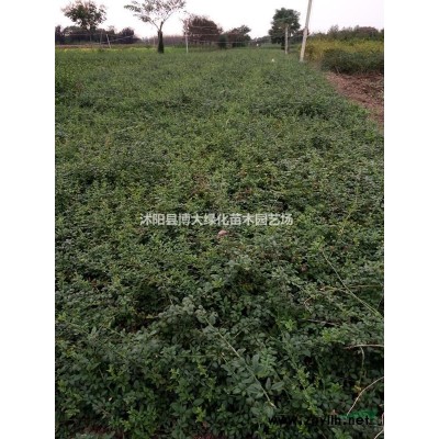 红叶石楠基地 销售红叶石楠小杯苗 红叶石楠大杯苗图片