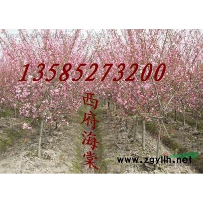 金叶女贞价格 金叶女贞产地 金叶女贞图片 销售金叶女贞