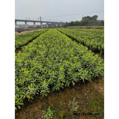 花开艳丽视觉冲击的湖南杜鹃杜鹃球价格杜鹃小苗价格毛杜鹃夏杜鹃