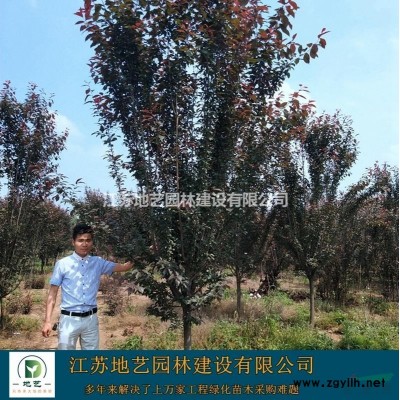 供应三角枫 江苏三角枫价格产地 江苏地艺园林苗圃基地
