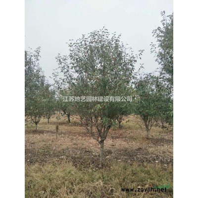 黄金竹 金镶玉竹 地艺苗圃大量供应黄竹 江苏黄金竹价格基地