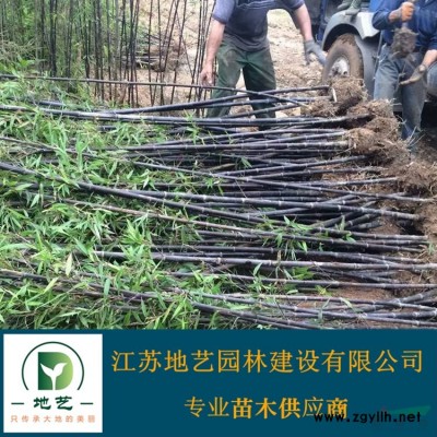 常年供应3公分、5公分、10公分等规格红梅树