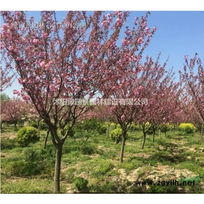 江苏[产品]/江苏绿梅/基地直销/梅花/红梅/青梅价格/报价