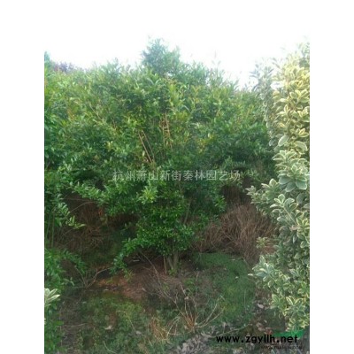 优质特价狼尾草 浙江狼尾草产地直销