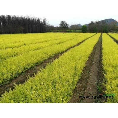 2020年浙江金森球 杭州金森球新报价