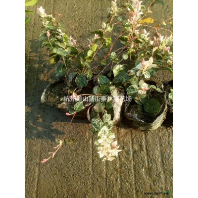 千叶嗜行情报价/图片展示