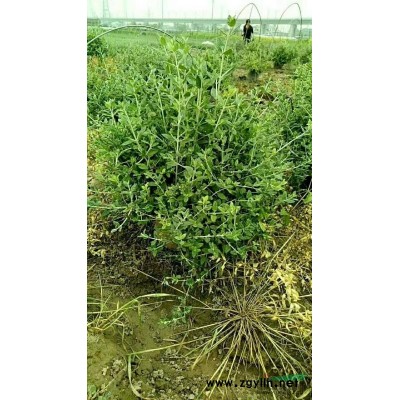 浙江供应千屈菜 萧山千屈菜 杭州水生植物规格*