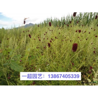 狼尾草 浙江狼尾草基地 狼尾草批发 地栽 小杯 盆栽
