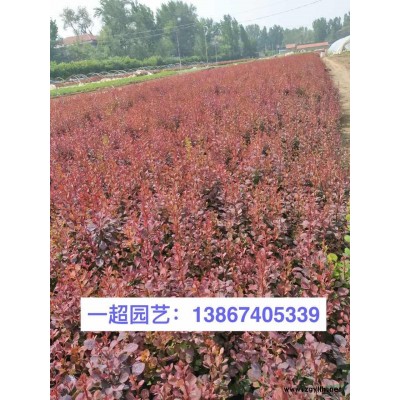 精品落新妇，草本落新妇批发，落新妇基地，落新妇价格