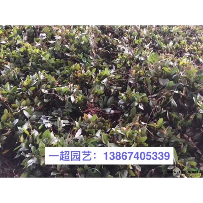 垂盆草 垂盆草价格 优质垂盆草