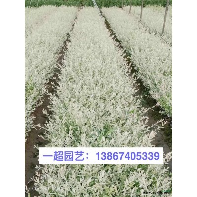 小叶扶芳藤 小叶扶芳藤小苗 地栽 盆栽 小杯等
