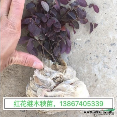 四季海棠 四季秋海棠 四季海棠盆栽 四季秋海棠杯苗