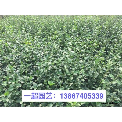 白屈菜 半夏 薏苡 乌头 白花荆芥 荆芥 六座大山荆芥哪里有