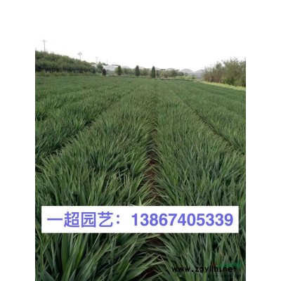 金叶过路黄 过路黄批发
