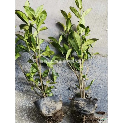 小兔子狼尾草 杭州小兔子狼尾草图片/小兔子狼尾草 杭州小兔子狼尾草报价