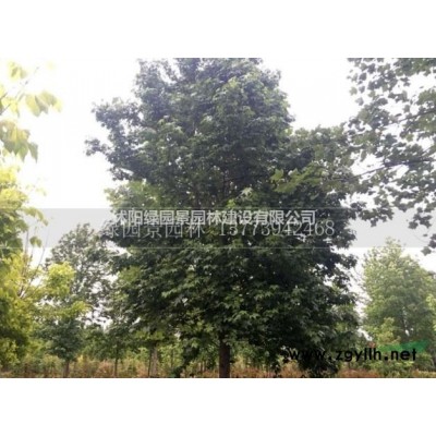 江苏绣线菊基地/绣线菊价格哪里好/绣线菊基地、绣线菊哪家便宜