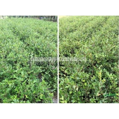 沭阳绿园景园林苗木基地/供应红叶石楠球/价格/产地直销/图片