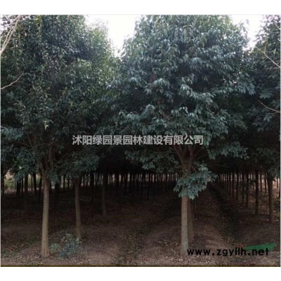 江苏苗木基地供应/刺槐/图片/价格/沭阳绿园景园林/产地直销