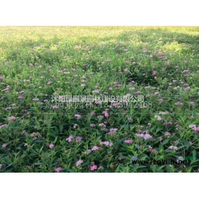 大小规格金银木价格基地/金银花木/米径5-15公分金银花树